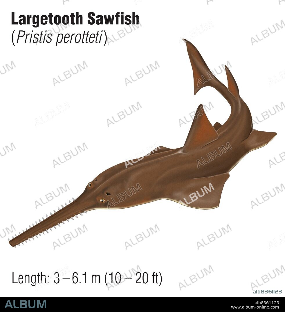 Largetooth sawfish (Pristis perotteti), an endangered species.