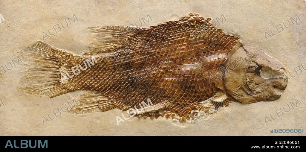 Lepidotes (Lepidotus). Extinct genus of semionotid neopterygian ray-finned fish. Jurassic period and Early Cretaceous. Fossil of Lepidotes maximus. Natural History Museum, Berlin, Germany.