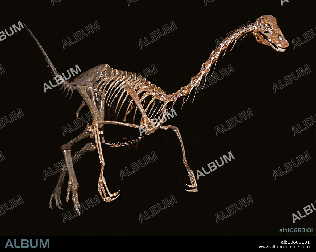 Struthiomimus (Struthiomimus altus). Struthiomimus is a genus of ornithomimid dinosaur from the late Cretaceous of North America. Museum of Ancient Life. Lehi, Utah, USA.