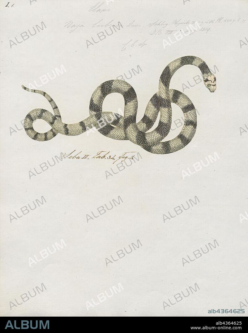 Naja lubrica, Print, Naja is a genus of venomous elapid snakes known as cobras. Several other genera include species commonly called cobras (for example the ring-necked spitting cobra and the king cobra), but members of the genus Naja are the most widespread and the most widely recognized as "true" cobras. Various species occur in regions throughout Africa, Southwest Asia, South Asia, and Southeast Asia., 1734-1765.
