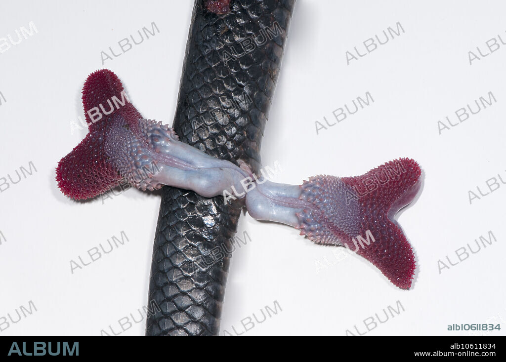 Everted hemipenes of a black rat snake (Pantherophis obsoletus). A hemipenis is one of a pair of intromittent organs of male snakes. hemipenes are usually held inverted, within the body, and are everted for reproduction.