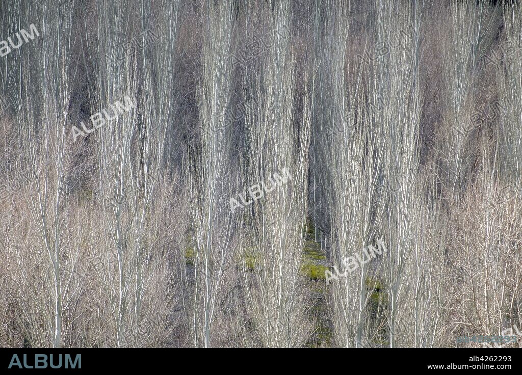 bosque de álamos repoblados en la orilla del Gorg Blau, Escorca, Paraje natural de la Serra de Tramuntana, Mallorca, balearic islands, Spain.