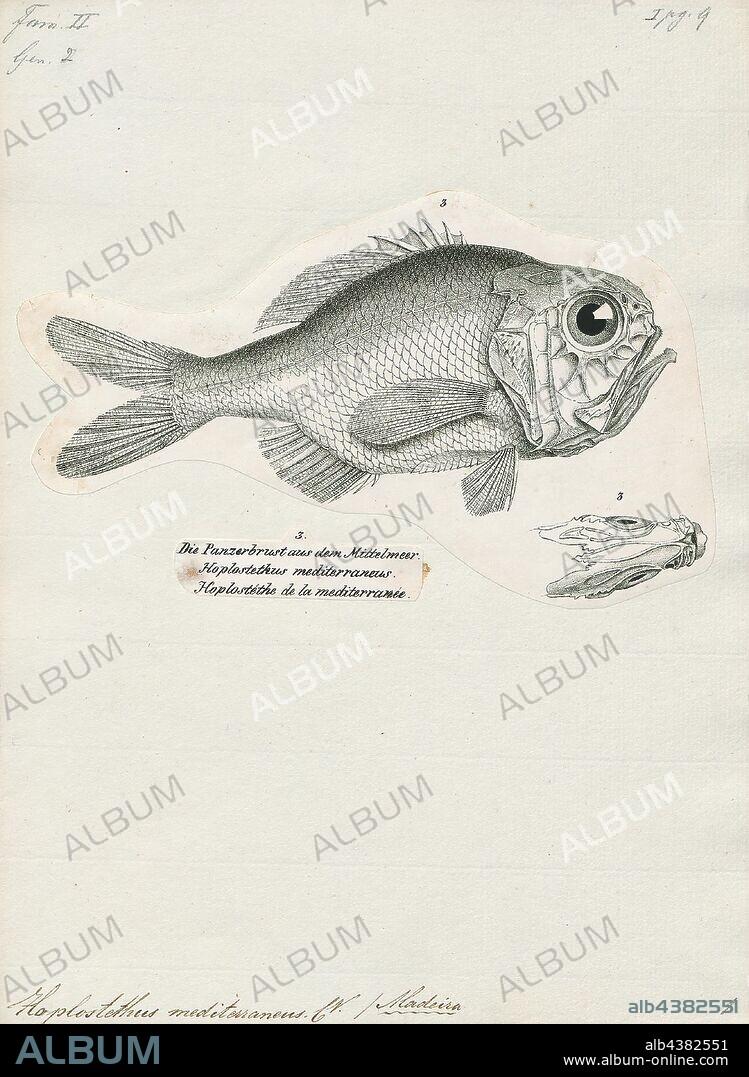 Hoplostethus mediterraneus, Print, The silver roughy or Mediterranean slimehead (Hoplostethus mediterraneus) is a small deep-sea fish species belonging to the slimehead family (Trachichthyidae). It is found widely at depths of 100 to 1, 175 m (328–3, 855 ft) in the Atlantic, ranging from Iceland and Georges Bank in the north to South Africa and Brazil in the south, including the Mediterranean and Gulf of Mexico. It is also found in the Western Indian Ocean, including the Red Sea., 1809-1845.