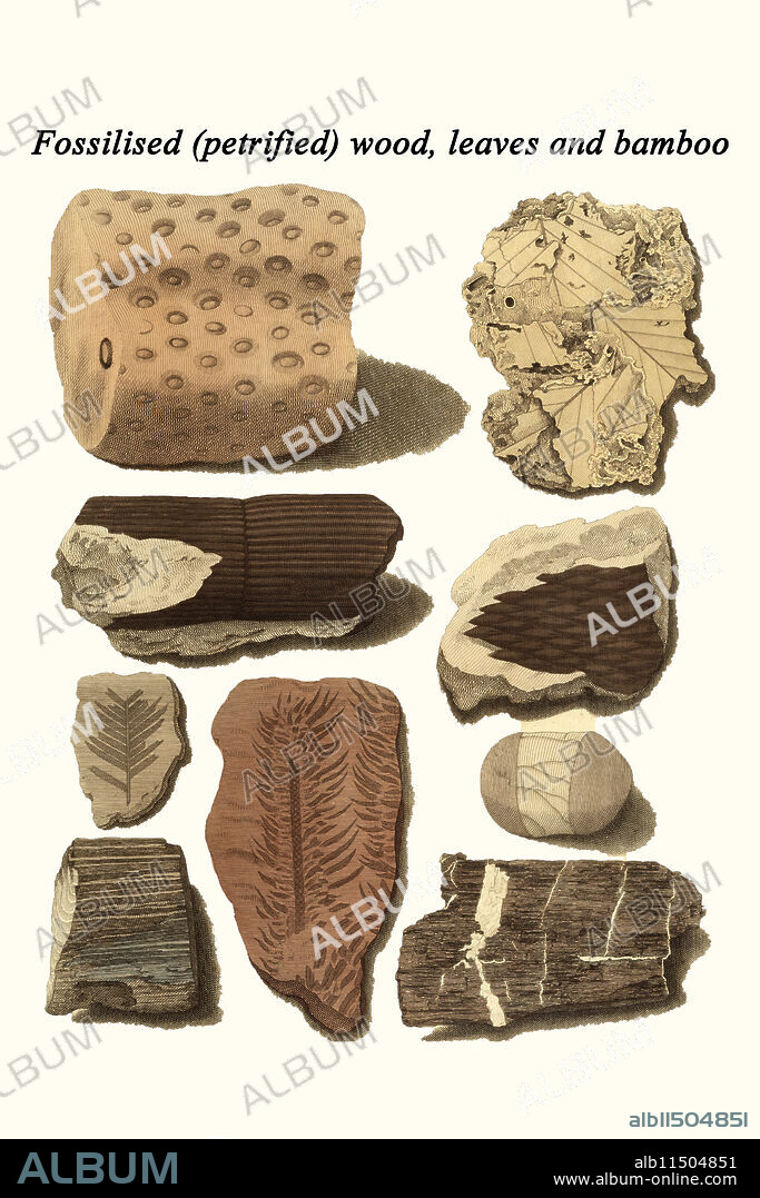 Fossilized (petrified) wood, leaves and bamboo.  James Parkinson FGS (11 April 1755 – 21 December 1824) was an English surgeon, apothecary, geologist, paleontologist, and political activist.