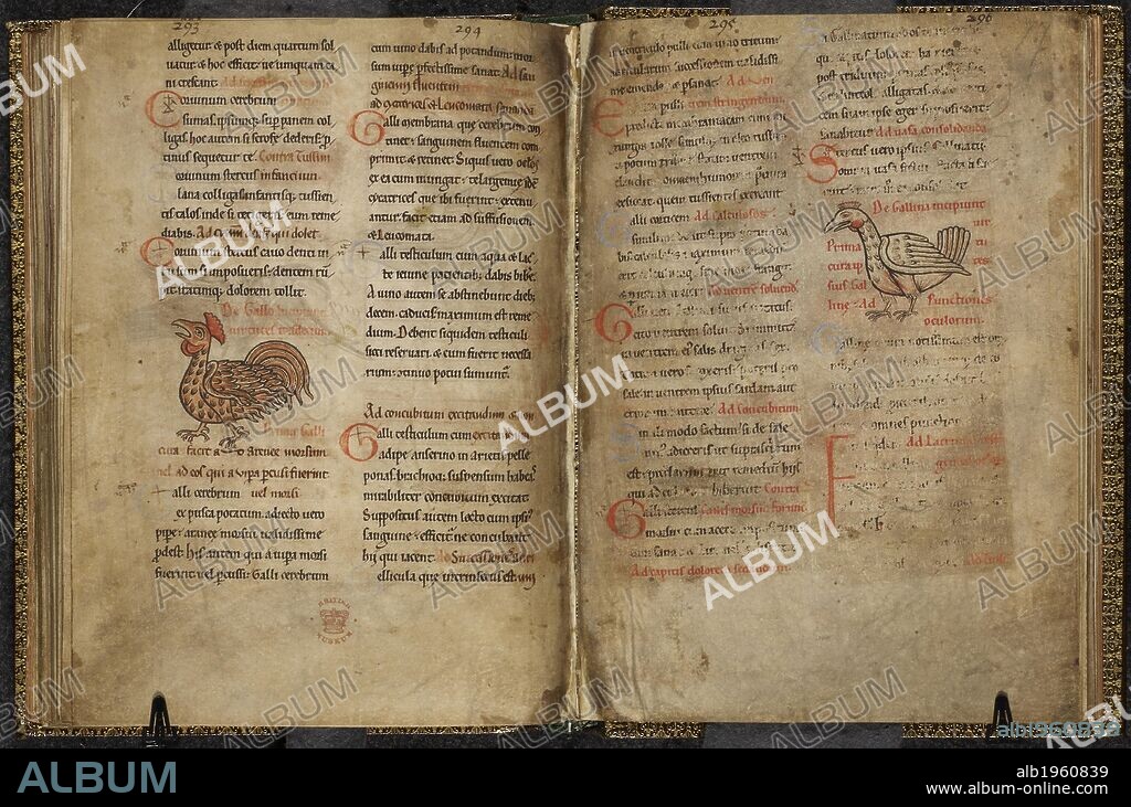 Page of illuminated manuscript with drawings of a rooster and a hen. Medical miscellany of a pharmacopeial compilation, including a herbal and bestiary illustrating the pharmocopeial properties of animals. Netherlands, S (Mosan). Or England. Medical miscellany of a pharmacopeial compilation, including a herbal and bestiary illustrating the pharmocopeial properties of animals 3rd quarter of the 12th century. Source: Harley 1585 ff.76v-77. Language: Latin.