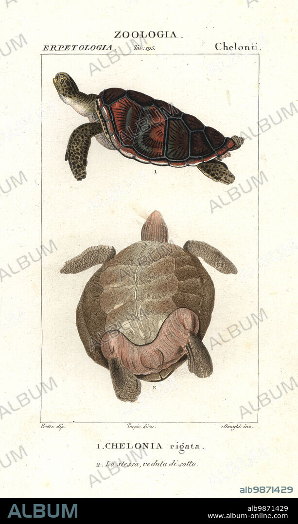 Green sea turtle, Chelonia mydas. Endangered. Handcoloured copperplate stipple engraving from Jussieu's Dizionario delle Scienze Naturali, Dictionary of Natural Science, Florence, Italy, 1837. Illustration engraved by Stanghi, drawn by Jean Gabriel Pretre and directed by Pierre Jean-Francois Turpin, and published by Batelli e Figli. Turpin (1775-1840) is considered one of the greatest French botanical illustrators of the 19th century.