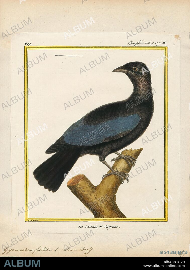 Gymnoderus foetidus, Print, The bare-necked fruitcrow (Gymnoderus foetidus) is a species of bird in the family Cotingidae. It is the only member of the genus Gymnoderus. It is found in the Amazon Rainforest, especially near rivers. It is relatively common, but generally rarer and more local north of the Amazon River. Both sexes are overall mainly blackish, but the male has distinctive, large greyish-blue facial- and neck-wattles and greyish-white wings, which flash conspicuously in flight., 1700-1880.