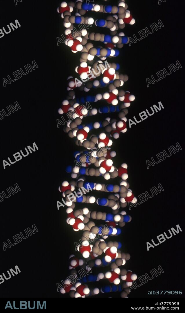 Computer-generated model of Z-DNA. This conformational isomer, made up of repeating CG base pairs, is unique in that its helix is left-handed. Short stretches of Z-DNA occur within the genome and are thought to have a regulatory role in gene expression.