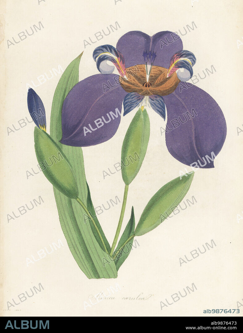 Walking iris, Trimezia coerulea. Native of Brazil, introduced in 1818. Blue marica, Marica caerulea. Handcoloured engraving from Joseph Paxtons Magazine of Botany, and Register of Flowering Plants, Volume 1, Orr and Smith, London, 1834.