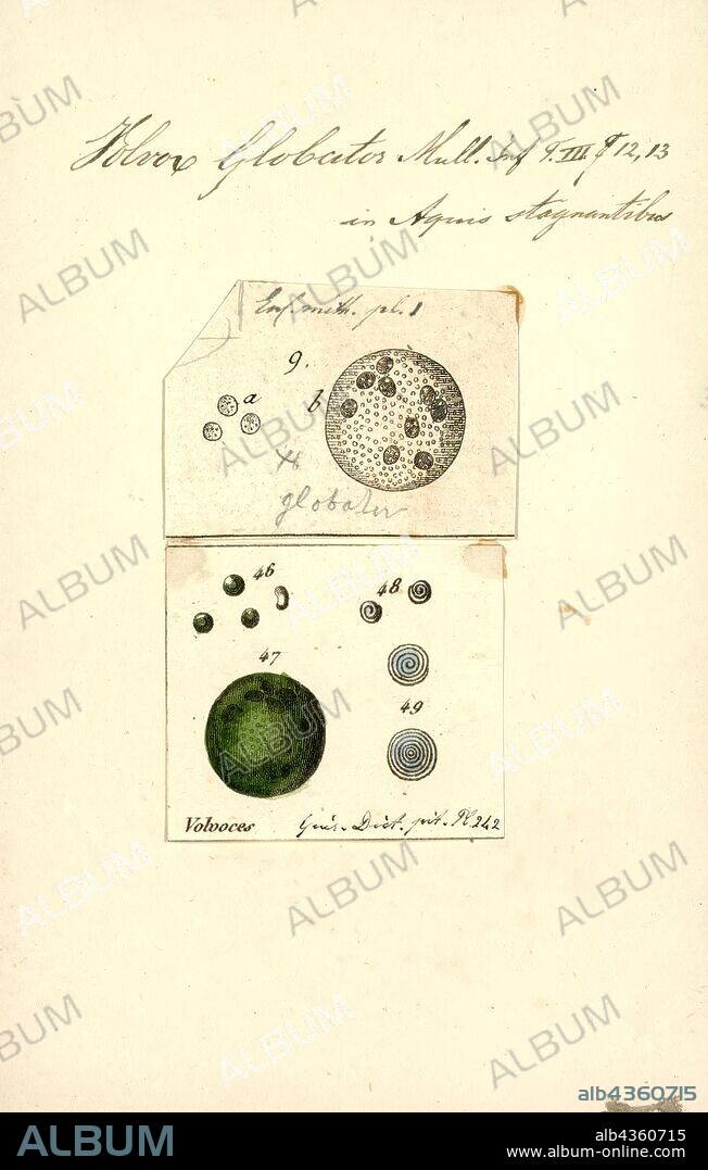 Volvox globator, Print, Volvox globator is a species of green algae of the genus Volvox. It was originally described by Carl Linnaeus in his 1758 work Systema Naturae. In 1856 its sexuality was described by Ferdinand Cohn and is the same as Sphaeroplea annulina.