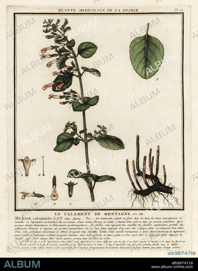 Lesser calamint, Clinopodium nepeta subsp. glandulosum. Le calament de montagne, Melissa calamintha. Copperplate engraving printed in three colours by Pierre Bulliard from his Herbier de la France, ou collection complete des plantes indigenes de ce royaume, Didot jeune, Debure et Belin, 1780-1793.