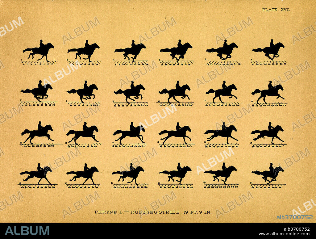 EADWEARD MUYBRIDGE. Arrangement of the Cameras for Taking the Illustrations of the Paces, 1879, in J.D.B Stillman, The Horse in Motion as Shown by Instantaneous Photography with a Study on Animal Mechanics. Dated: 1881-1882. Dimensions: book: 31.5 x 26 x 4.8 cm (12 3/8 x 10 1/4 x 1 7/8 in.). Medium: heliotype.