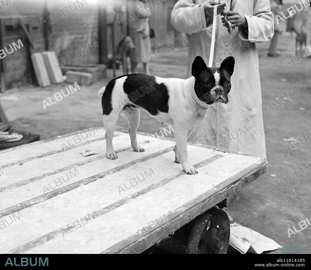 L.K.A. Show at Olympia. Una Vincenzo Lady Troubridge 's prize winning French Bulldog "Fitzjohn Parisina". 1928.