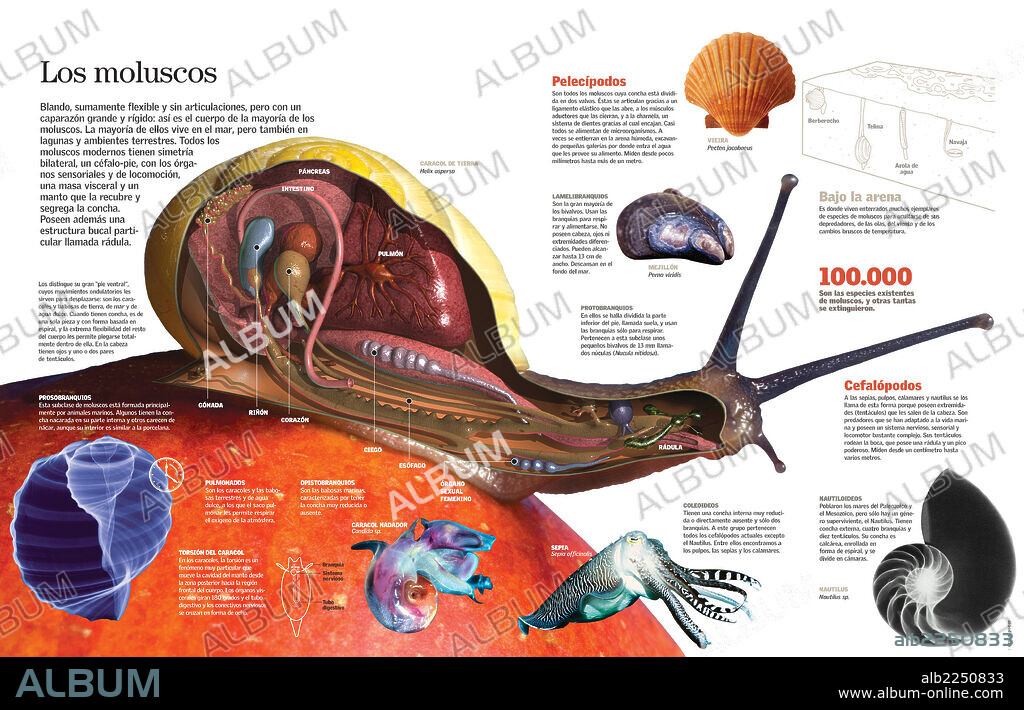 Los moluscos. Infografía de la anatomía de los moluscos y su clasificación.