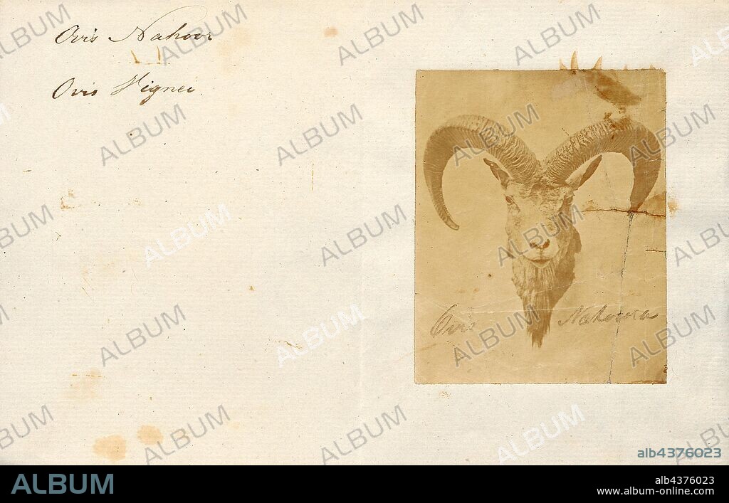 Ovis nahoor, Print, Ovis is a genus of mammals, part of the Caprinae subfamily of the ruminant family Bovidae. Its five or more highly sociable species are known as sheep. The domestic sheep is one member of the genus, and is thought to be descended from the wild mouflon of central and southwest Asia., head.