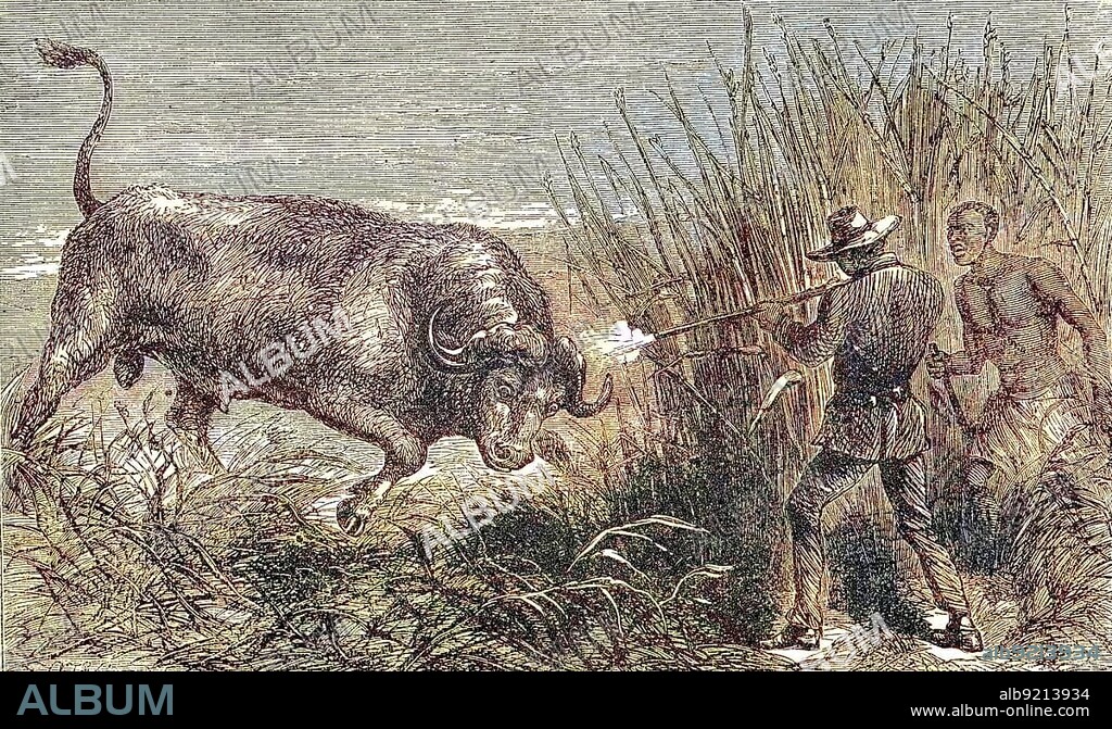 Hunting a buffalo, white hunter with rifle shoots the wildebeest, 1869, Botswana, Historic, digitally restored reproduction of a 19th century original, exact original date unknown, Africa.