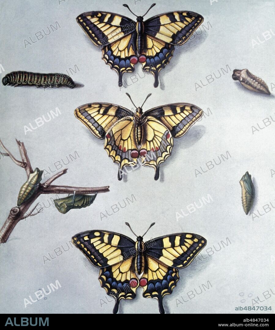 METAMORPHOSIS of the Macaon (Papilio Machaon): caterpillar, various examples of chrysalis, male butterfly seen from above and below, female butterfly, eggs. Panel by Claude Aubriet (1651 or 1665 - 3 December 1742), royal illustrator of the botanical garden, from the collection of tissue paper for the 'Jardin du Roi'. Paris, 18th century.