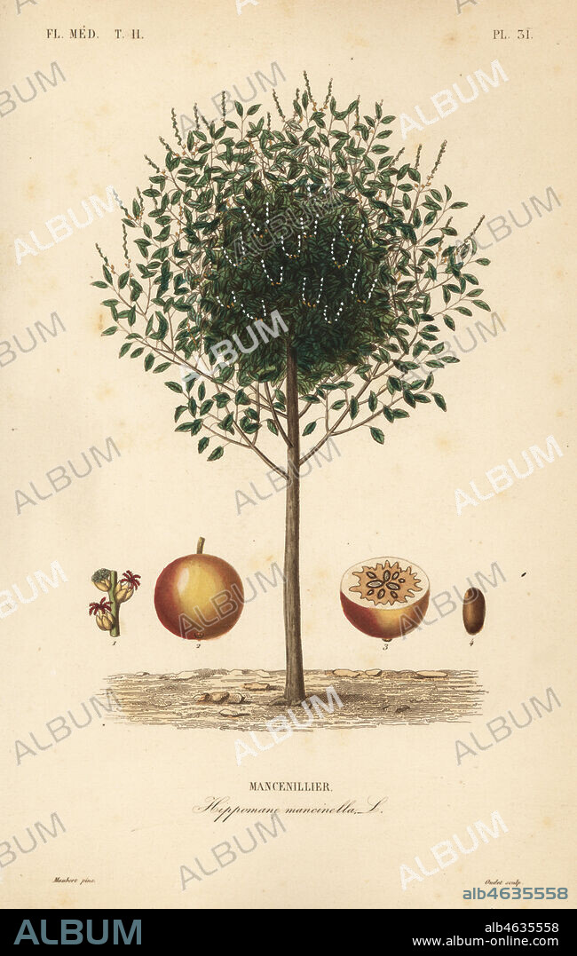 Manchineel or manchioneel tree, Hippomane mancinella, Mancenillier. Handcoloured steel engraving by Oudet after a botanical illustration by Edouard Maubert from Pierre Oscar Reveil, A. Dupuis, Fr. Gerard and Francois Herincqs La Regne Vegetal: Flore Medicale, L. Guerin, Paris, 1864-1871.