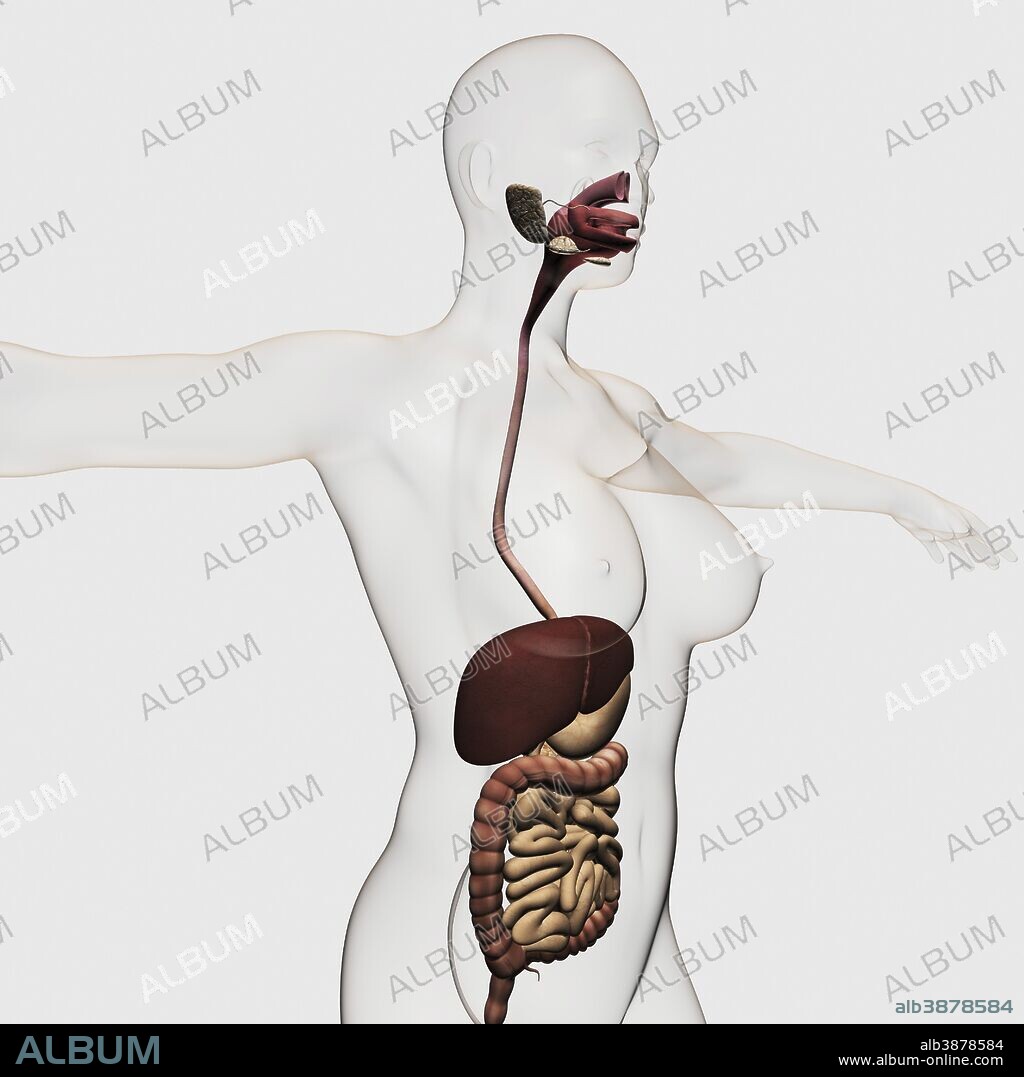 Medical illustration of the human digestive system; oral cavity, esophagus, liver, stomach, large intestine, small intestine.