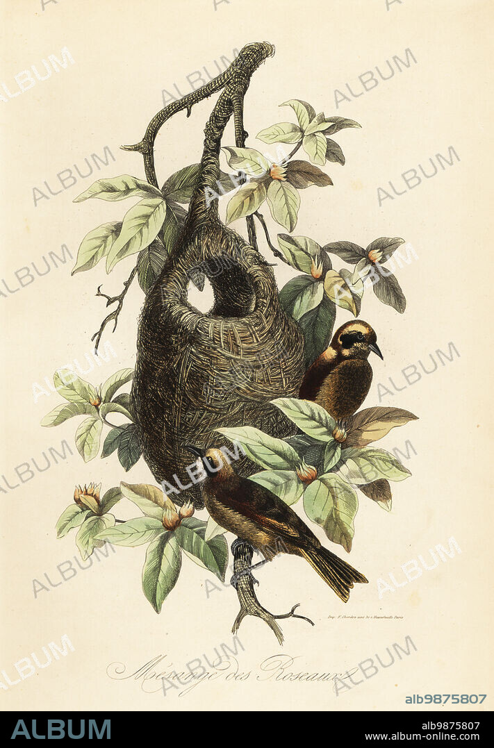 Penduline tit, Remiz pendulinus, and bag nest. Mesange des Roseaux. Copied from an illustration by Adolph Fries in Felix-Edouard Guerin-Meneville's Dictionnaire Pittoresque d'Histoire Naturelle. Handcoloured steel engraving printed by F. Chardon from Achille Comtes Musee dHistoire Naturelle, Museum of Natural History, Gustave Hazard, Paris, 1854.
