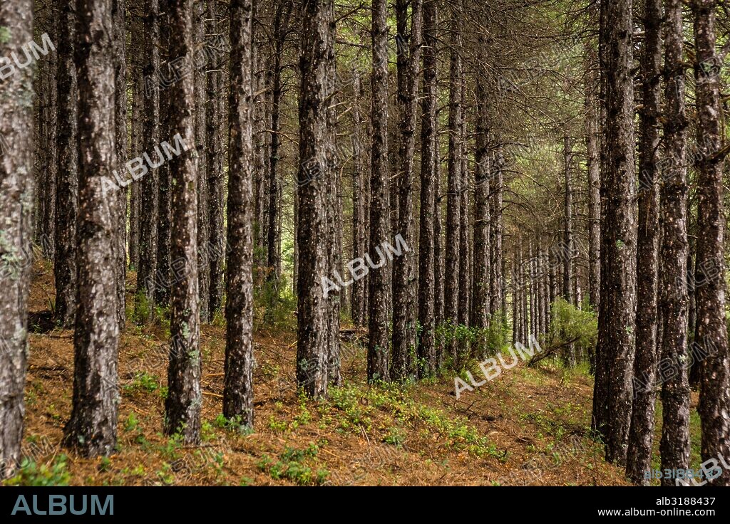 pino Salgareño, pinus nigra, Parque Natural de las Sierras de Cazorla, Segura y Las Villas , provincia de Jaén, Spain.