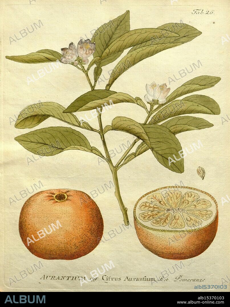 Icones plantarum medico-oeconomico-technologicarum cum earum fructus ususque descriptione, Wien, herausgegeben von Ignatz Albrecht und verlegt bey Phil. Jos. Schalbaecher, 1800-1822, botany, botanical medical, medicinal plants, pictorial works, citrus, aurantium, citrus aurantium, A botanical illustration depicting a branch of the citrus plant with leaves and delicate white flowers. To the side, there are two representations of the fruit: one whole orange and one cut in half, showcasing its intricate interior structure. Below the visual elements, the text indicates "AURANTIUM or Citrus Aurantium, Bot. Pomeranz." The combination of detailed foliage, blossoms, and the fruit's cross-section exemplifies the beauty and complexity of citrus plants.