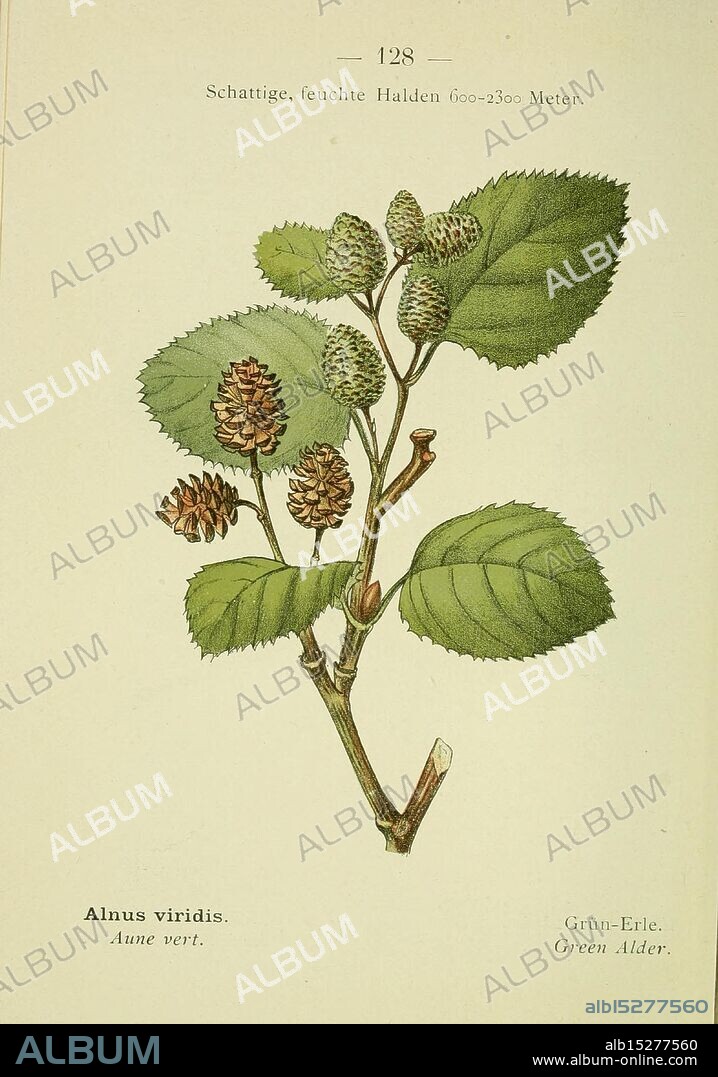 Alpen-Flora, Heidelberg, C. Winter, 1906, alps, mountain plants, pictorial works, green alder, The illustration depicts a branch of the Alnus viridis, commonly known as the green alder. It showcases the plant's distinctive leaves, which are broad and slightly serrated, arranged alternately along the stem. The branch also features elongated catkins, which serve as the tree's reproductive structure, alongside small, cone-like fruits that indicate the plant's ability to produce seeds. This botanical representation is labeled with its scientific name and mentions its common name in both English and French, emphasizing its significance in various regions. The detailed rendering highlights the natural beauty and intricate design of the leaves and growth structures.
