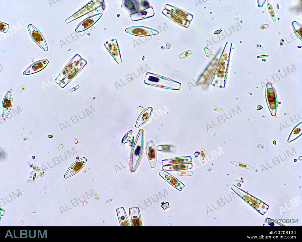 Various species of living diatoms obtained from a small Oregon creek. Magnification: 58X when printed at 10 cm.