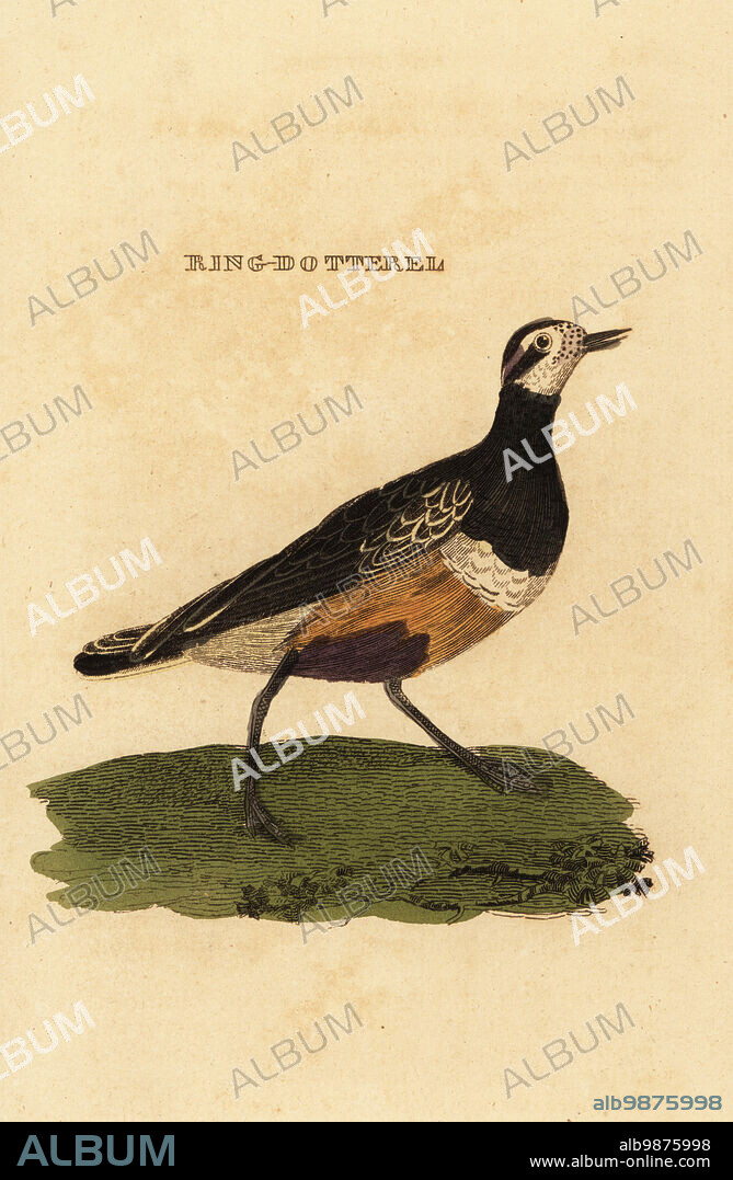 Eurasian dotterel, Charadrius morinellus. Ring-dotterel. Handcoloured woodblock engraving after an illustration by Edward Donovan from The Natural History of Birds, published by Brightly and Childs, Bungay, Suffolk, 1815. Charles Brightly established a printing and stereotype foundry in Bungay in 1795 and went into partnership with nonconformist radical printer John Firby Childs in 1808. .