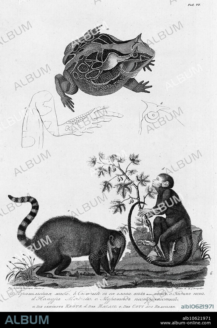 A/ Brazil Frog; B/ Its Eyes; C/ Hind Leg; D/ Makako Lemur; E/Anteater with Motley Tail, 1813.   In 1803-06, Captain I. F. Kruzenshtern became the first Russian to circumnavigate the globe. This atlas, published by the Russian Academy of Sciences in 1813, includes maps of Kruzenshtern's route and 109 plates based upon the drawings of V. G. Tilesius, a doctor, naturalist, and the official artist of the expedition. It is one of the largest publications of engravings from tsarist Russia. The subjects depicted include views of Sakhalin, Kamchatka, and the Kurile Islands; representations of Siberian natives and other peoples encountered during the voyage; and local fish and birds from throughout the South and North Pacific.