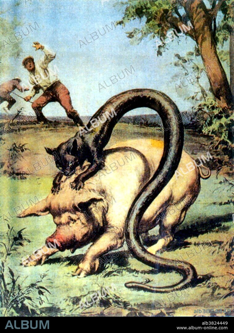 In Alpine folklore, the Tatzelwurm is a stubby, lizard-like creature. It takes the appearance of a cat with the hind-end of a serpent with no hind legs. It is rumored to live in several areas of Europe, including the Austrian, Bavarian, Italian and Swiss Alps. It has several regional names including Stollenwurm, Springwurm, Arassas and Praatzelwurm. In 1934 a Swiss photographer named Balkin allegedly saw a strange creature near a log and photographed it. The resulting interest in the creature inspired the Berliner Illustrierte to sponsor an expedition in search of the Tatzelwurm, but the expedition was a failure and interest quickly faded. Some scientists and cryptozoologists agree that the 1934 Tatzelwurm photograph was a hoax, but Tatzelwurm sightings have continued to the present day.
