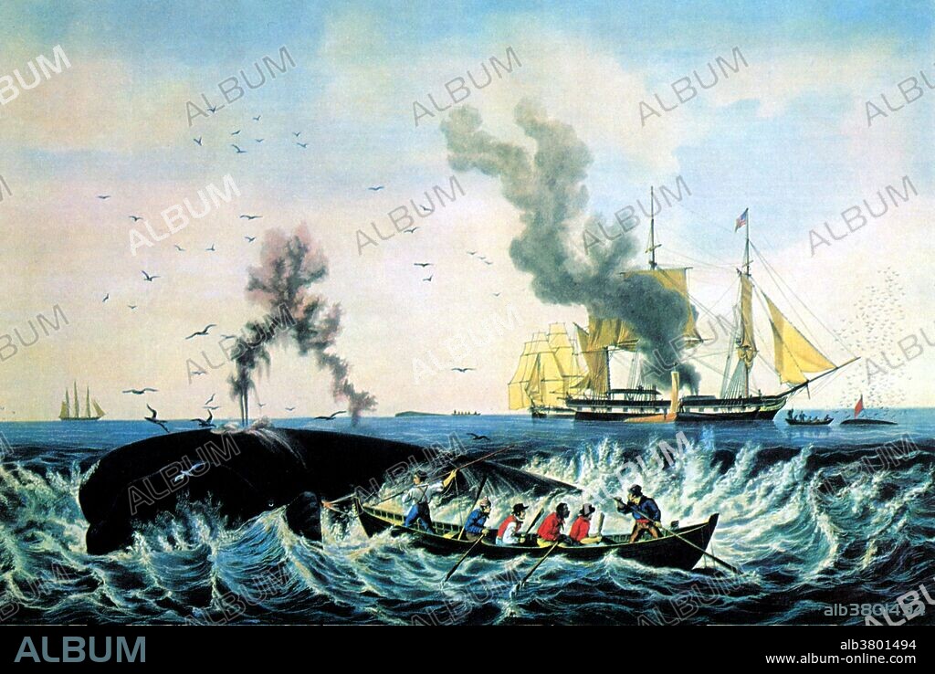 Lithograph entitled: "The whale fishery." Whaling is the hunting of whales mainly for meat and oil. Its earliest forms date to at least 3000 BC. Various coastal communities have long histories of sustenance whaling and harvesting beached whales. Industrial whaling emerged with organized fleets in the 17th century; competitive national whaling industries in the 18th and 19th centuries; and the introduction of factory ships along with the concept of whale harvesting in the first half of the 20th century. As technology increased and demand for the resources remained, catches far exceeded the sustainable limit for whale stocks.