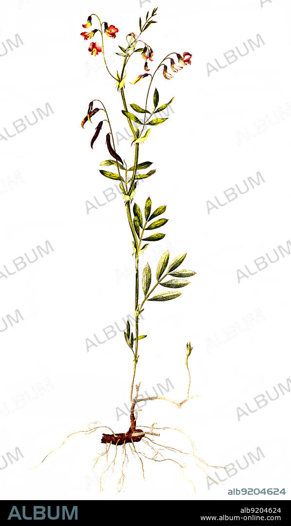 Berg-Platterbse, Lathyrus linifolius, Lathyrus montanus, eine Pflanzenart in Unterfamilie der Schmetterlingsblütler / Lathyrus linifolius is a species of pea, commonly called bitter vetch or heath pea.