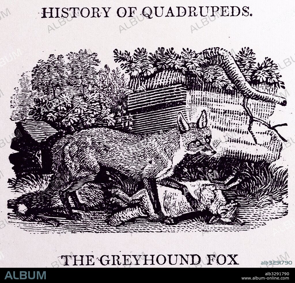 THE FOX from Thomas Bewick A General History of Quadrupeds, Newcastle upon Tyne, 1790. Woodcut; mono.