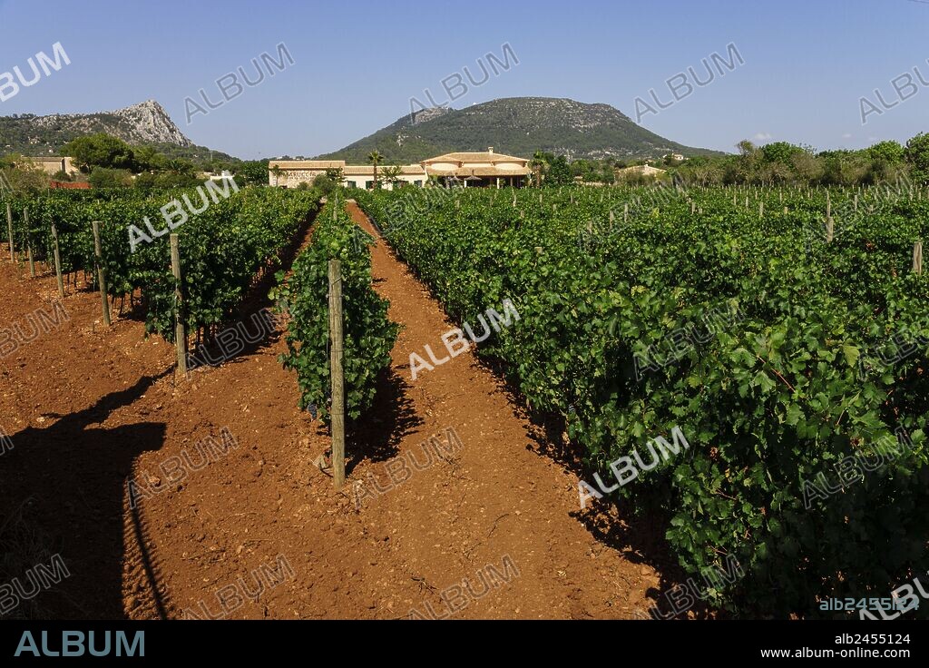 Campo de vides, Maruccia club de vino 953, Llucmajor, Mallorca, islas baleares, españa, europa.