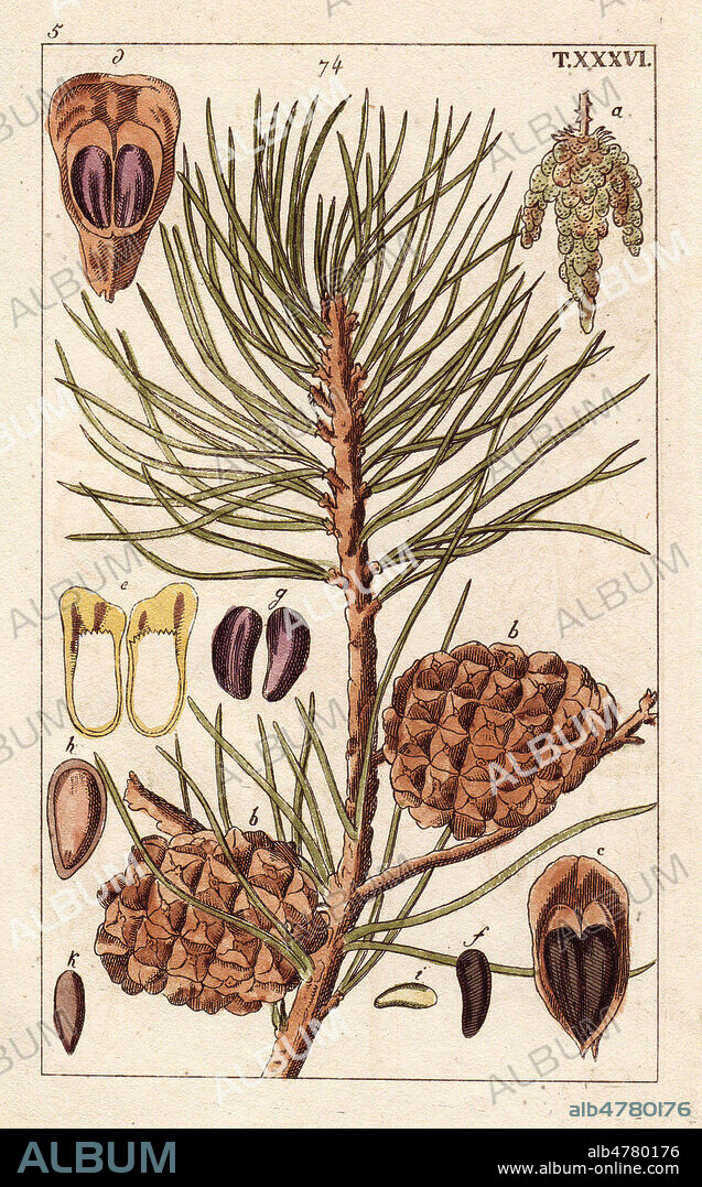 PIN PARASOL - Gravure coloree a la main, Illustration de J. SCHALY pour l'ouvrage de G T WILHELM : Encyclopedie d'Histoire Naturelle, 1816, debut 19eme siecle. Credit FLORILEGIUS/KHARBINE TAPABOR. Pine cone, needle, branch, Pinus pinea. Handcolored copperplate engraving of a botanical illustration by J. Schaly from G. T. Wilhelm's "Unterhaltungen aus der Naturgeschichte" (Encyclopedia of Natural History), Vienna, 1816. Gottlieb Tobias Wilhelm (1758-1811) was a Bavarian clergyman and naturalist in Augsburg, where the first edition was published.