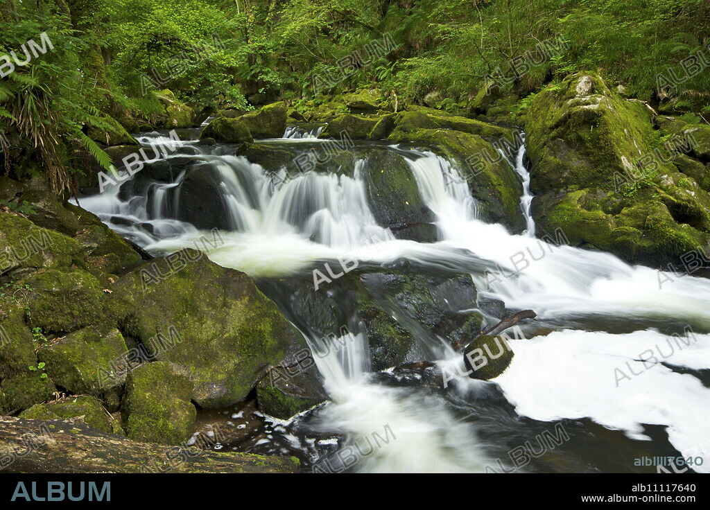 River Fowey at Golitha Falls National Nature Reserve, sessile oak woodland, Bodmin Moor, Cornwall, England, United Kingdom, Europe.