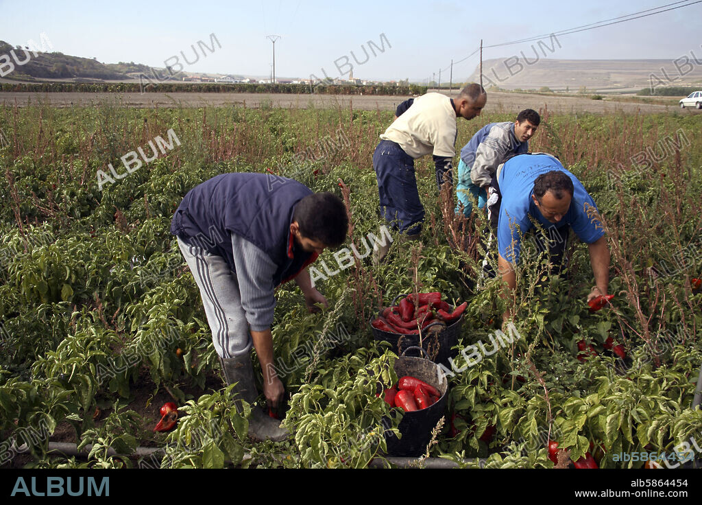 Tormantos; recogida de pimientos (famoso por su calidad); trabajadores inmigrantes rumanos.