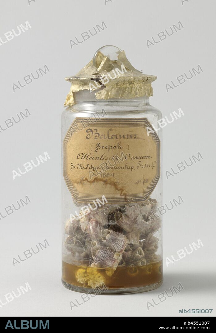 Glass Jar with Barnacles, Sample of barnacles (Balanus spec.) In glass jar with lid, sealed with animal bladder and wax, Atlantic Ocean, Tromp (ship), barnacle (animal), anonymous, 1884, glass, water, organic material, wax, paper, h 28 cm × d 12 cm.