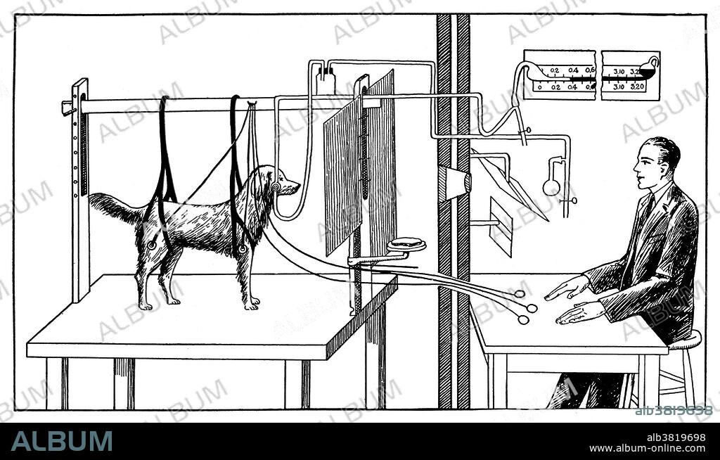 Diagram illustrating Pavlov's experiments on a dog.  Ivan Petrovich Pavlov (1849-1936) was a Russian physiologist and experimental psychologist, who received the 1904 Nobel Prize for his work on the physiology of the digestive glands. He is best remembered for his work on conditioned reflexes, in which he conditioned dogs to salivate in anticipation of food by ringing a bell each meal time. Eventually, the bell alone provoked salivation. These experiments became the foundation of behaviorist psychology.