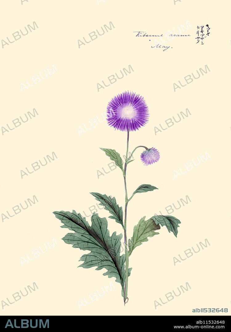 MEGATA MORIKAGA. Japanese print of Drawing shows stalk with purple blossom and leaves of a Japanese plumed thistle.