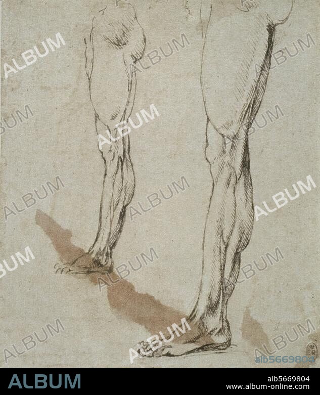 Leonardo da Vinci 1452-1519. Anatomiestudien: Muskulatur des Beines, Außenseite. Feder in brauner Tusche über Spuren schwarzer Kreide. 196 × 313 mm. Atlas der anatomischen Studien, fol. 8 r. (R.L. 12634). Windsor, Castle, Royal Library.
