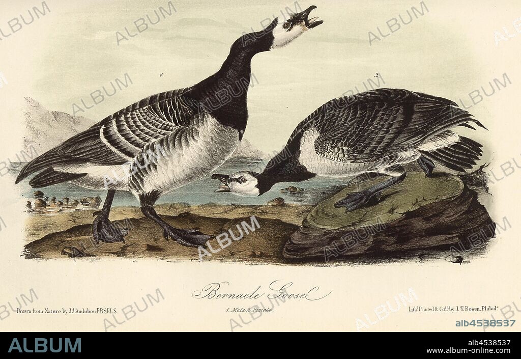 Bernacle Goose, Barnacle Goose (Branta leucopsis, Anser leucopsis), Signed: J.J. Audubon, J.T. Bowen, lithograph, Pl. 378 (Vol. 6), Audubon, John James (drawn); Bowen, J. T. (lith.), 1856, John James Audubon: The birds of America: from drawings made in the United States and their territories. New York: Audubon, 1856.