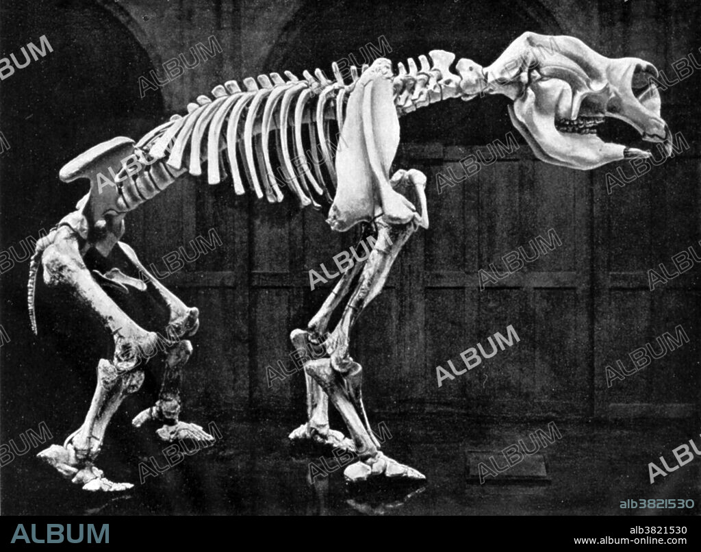 Diprotodon (two forward teeth), sometimes known as the Giant Wombat or the Rhinoceros Wombat, was the largest known marsupial that ever lived. Along with many other members of a group of unusual species collectively called the "Australian megafauna", it existed from approximately 1.6 million years ago until extinction some 46,000 years ago. They inhabited open forest, woodlands, and grasslands, possibly staying close to water, and eating leaves, shrubs, and some grasses. This animal appeared during Cenozoic era, the most recent era of geologic time, from about 65 million years ago to the present. The Cenozoic Era is characterized by the formation of modern continents and the diversification of mammals and plants. Grasses also evolved during the Cenozoic. The climate was warm and tropical toward the beginning of the era and cooled significantly in the second half, leading to several ice ages. Humans first appeared near the end of this era.