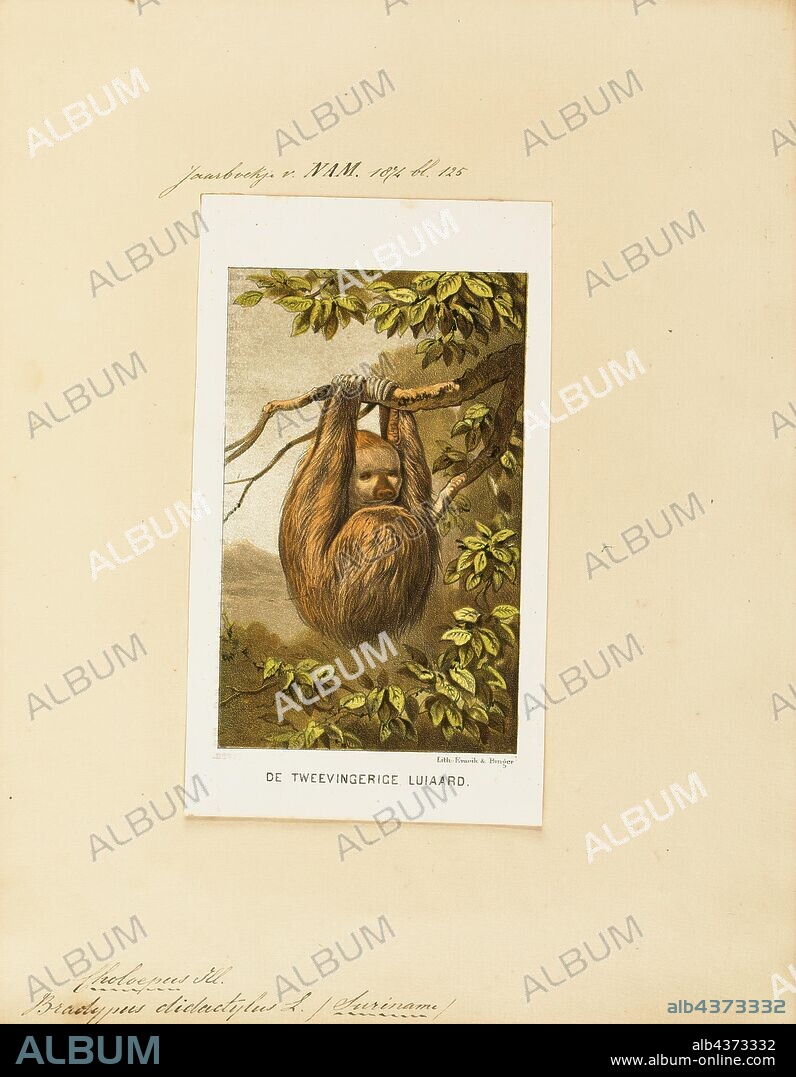 Bradypus didactylus, Print, Linnaeus's two-toed sloth (Choloepus didactylus), also known as the southern two-toed sloth, unau, or Linne's two-toed sloth is a species of sloth from South America, found in Venezuela, the Guyanas, Colombia, Ecuador, Peru, and Brazil north of the Amazon River. There is now evidence suggesting the species' range expands into Bolivia., 1700-1880.