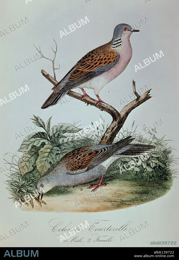 GRABADO-PAJAROS-PALOMA TORTOLA.