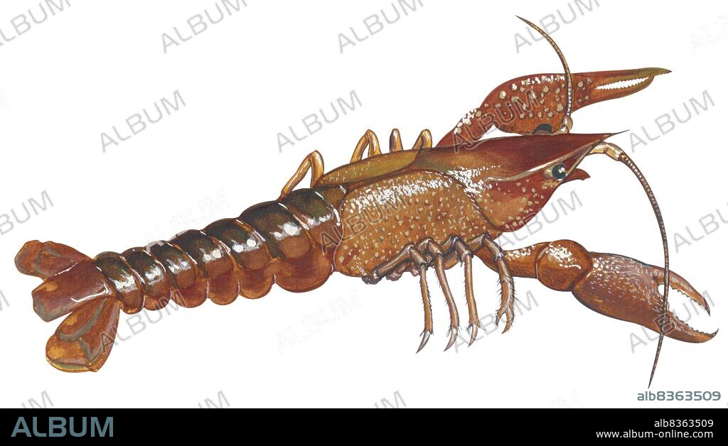 Appalachian brook crayfish.