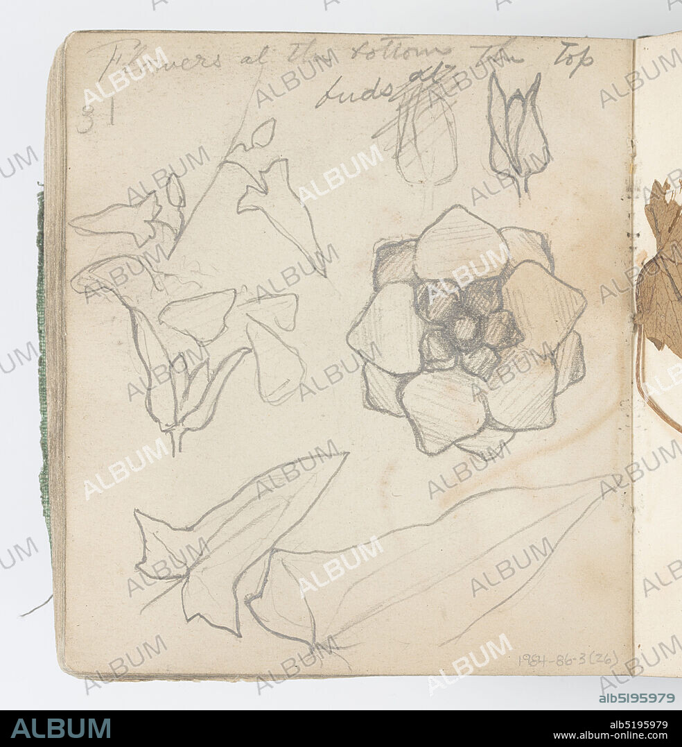 Sketchbook Page: Rubbing of Rose of Sharon (Hibiscus) Leaf, Kenyon Cox, American, 18561919, Graphite, blue crayon on paper, Recto: Rubbing of Rose of Sharon (Hibiscus) leaf in blue crayon, outlined in graphite; sketches of stem and leaves above., Verso: Sketches of flowers, buds, and arrow-shaped leaves., USA, 1874, albums (bound) & books, Sketchbook folio, Sketchbook folio.