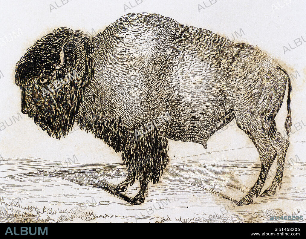BISONTE AMERICANO. Mamífero artiodáctilo bóvido. Grabado del año 1841. S. XIX.