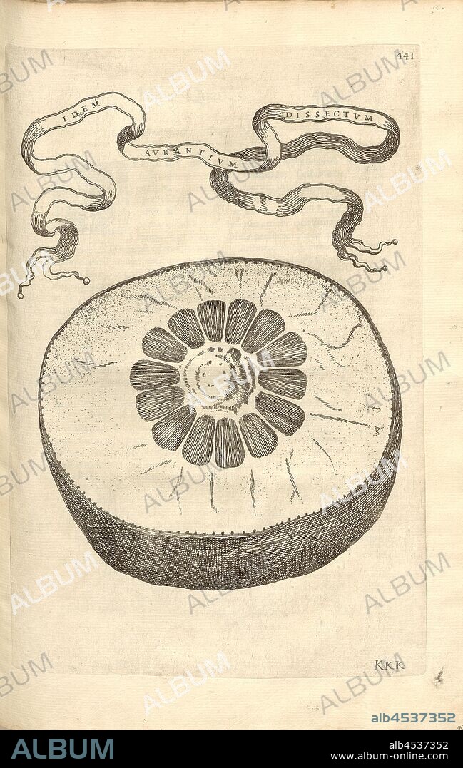 The orange Butterfly, Citrus fruit, Fig. 97, p. 438, 1646, Giovanni Battista Ferrari: Hesperides sive de malorum aureorum cultura et usu libri quatuor. Romae: sumptibus Hermanni Scheus, 1646.